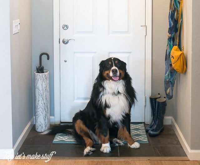 Bernese mountain dog in entry way makeover
