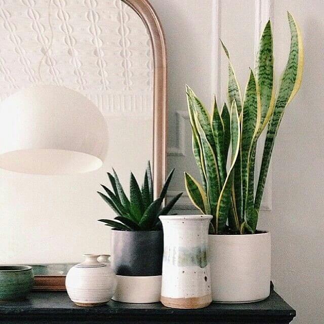 Plant via Brit.co