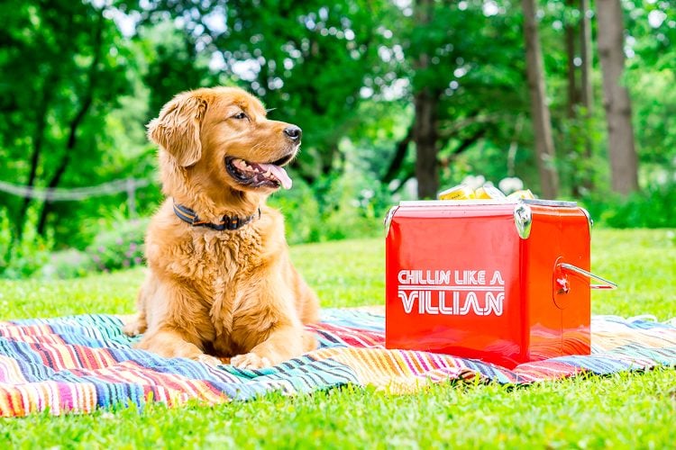 A dog and a red ice cooler sitting on top of a striped blanket and filled with beverages and a sign on the side of the cooler that says, \"Chillin Like a Villian\"