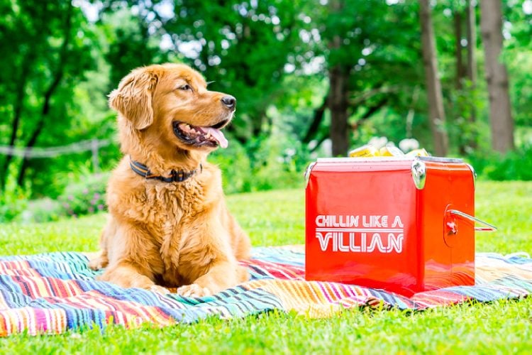 A dog and a red ice cooler sitting on top of a striped blanket and filled with beverages and a sign on the side of the cooler that says, \"Chillin Like a Villian\"