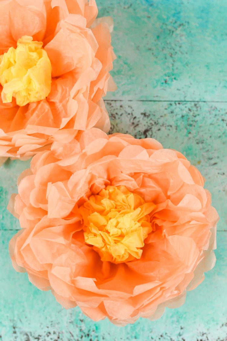 Close up of two orange and yellow paper tissue flowers against an aqua background