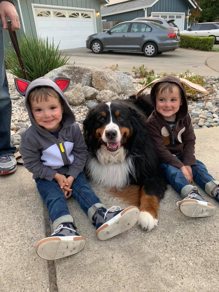 Twin boys dressed up as a cat and dog for halloween, with pet Bernese Mountain Dog.