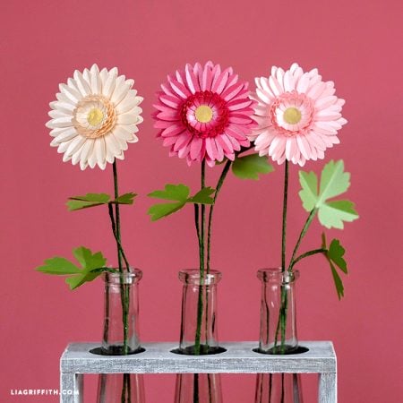 Three Gerbera Daisies in single vases